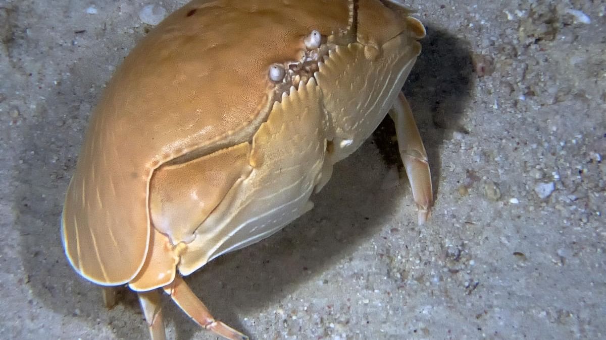 <div class="paragraphs"><p>5 boys got lost on a hill in Maharashtra's Thane while trying to catch crabs. (Representative Image)</p></div>