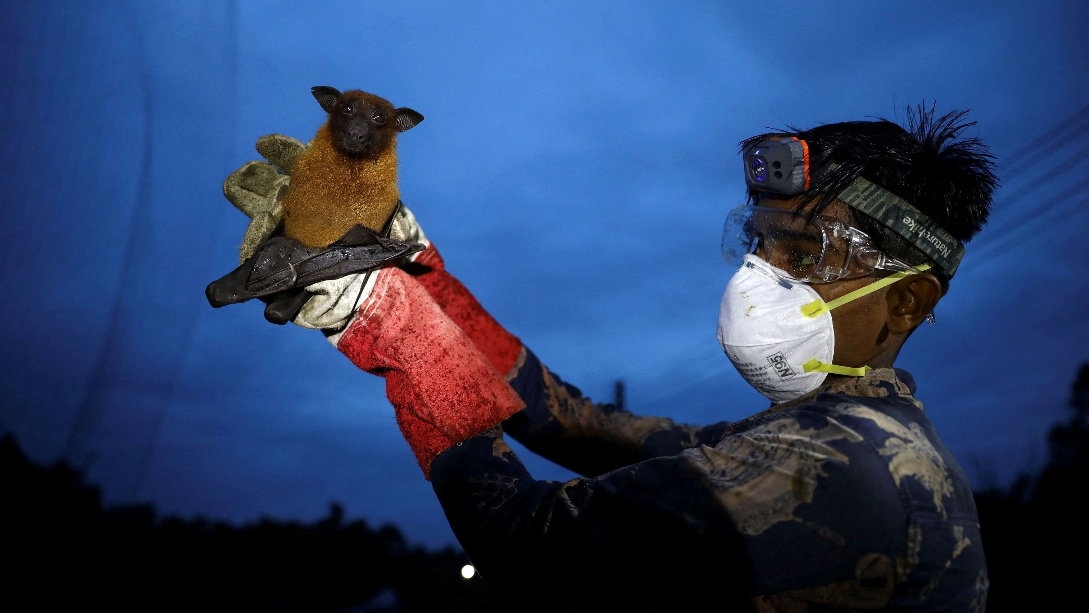 <div class="paragraphs"><p>A field lab assistant holds up a bat after catching it in a net to collect specimens for Nipah virus research.</p></div>