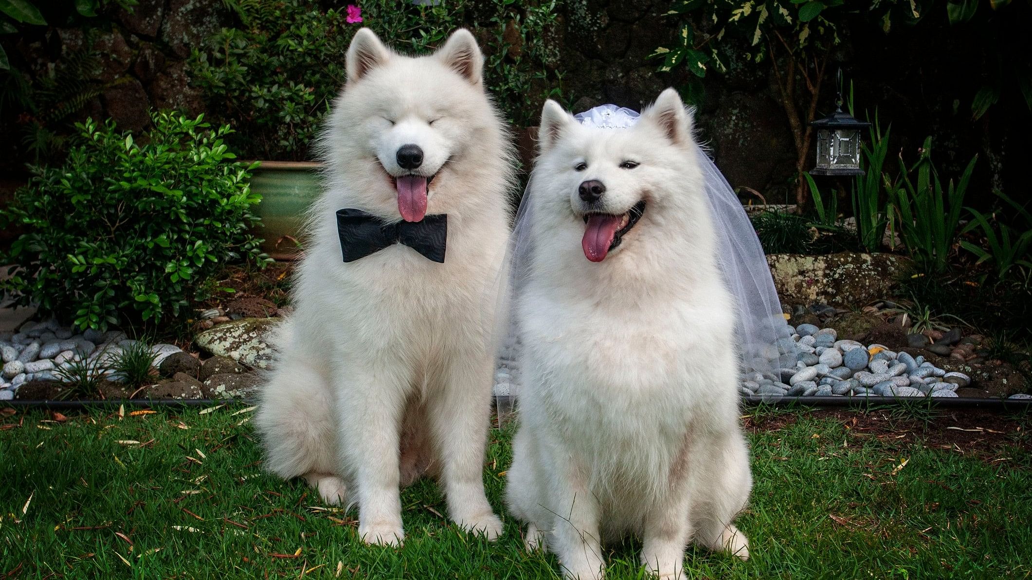 <div class="paragraphs"><p>Representative image of a canine wedding</p></div>