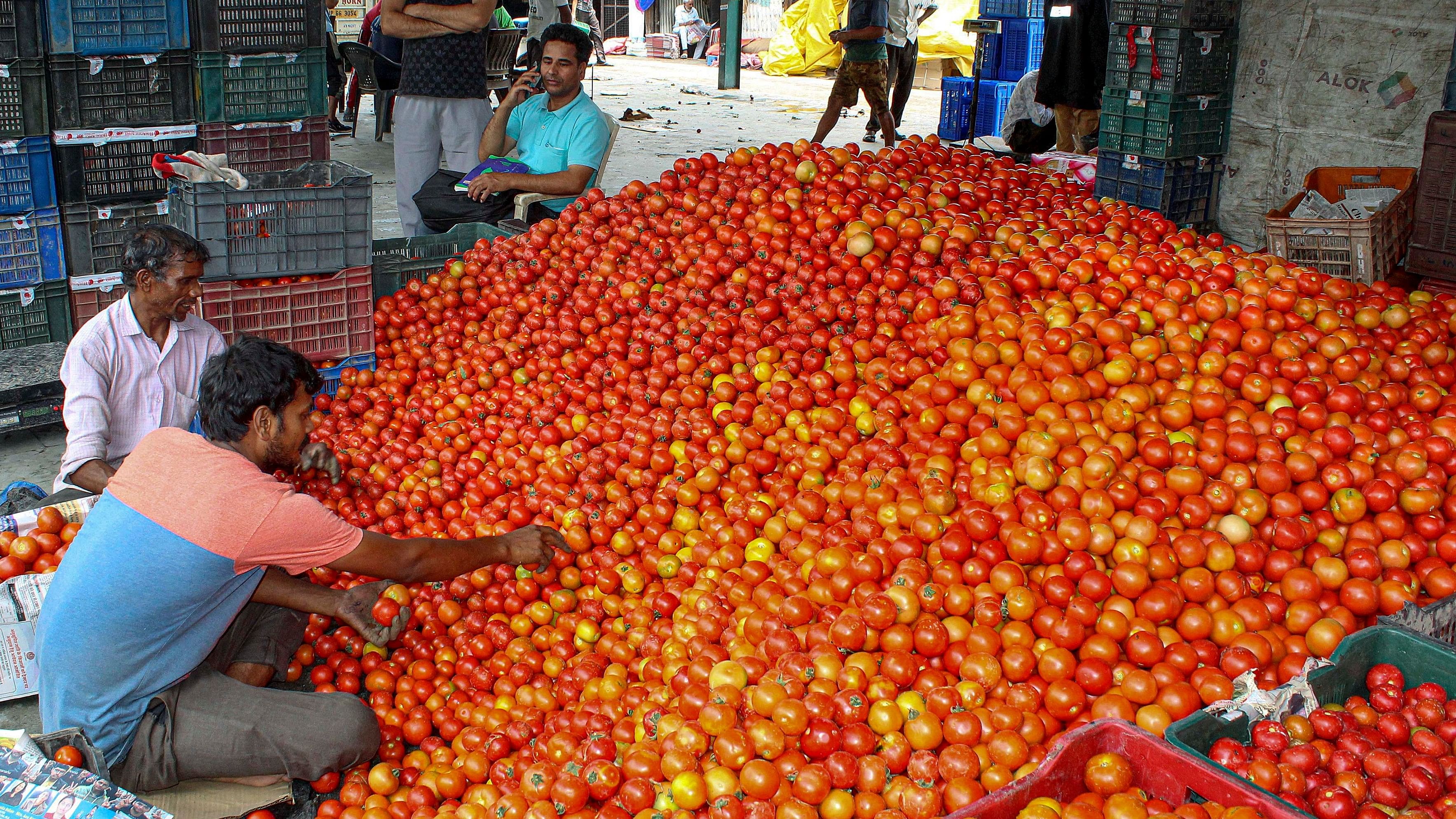 <div class="paragraphs"><p>Tomatoes being sorted at a vegetable market</p></div>