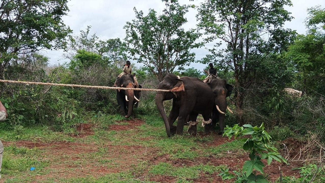 <div class="paragraphs"><p>The pachyderm was surrounded by captive elephants and secured with ropes before being lifted on to a truck with the help of a crane.  </p></div>