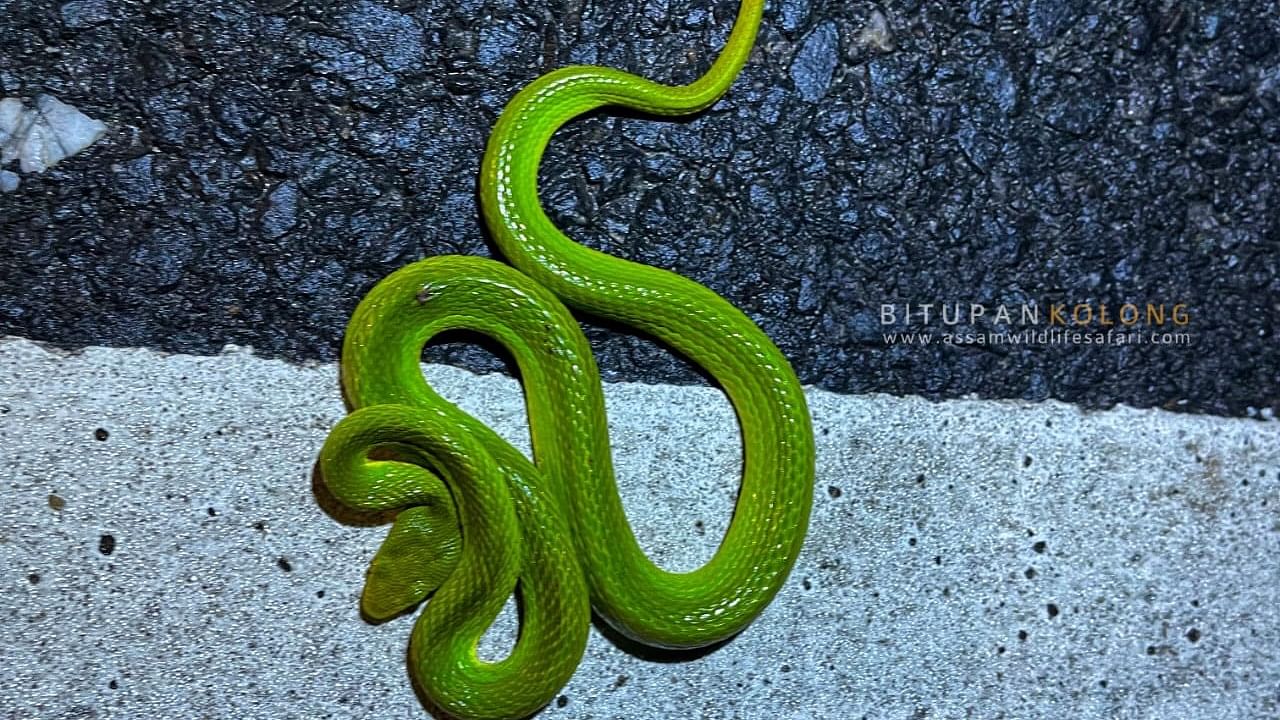 <div class="paragraphs"><p>Salazar pit viper.</p></div>