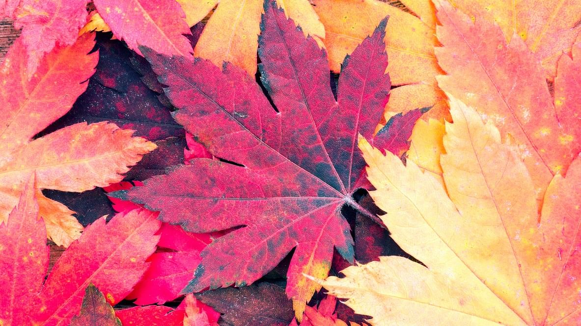 <div class="paragraphs"><p>An image showing leaves in fall.</p></div>