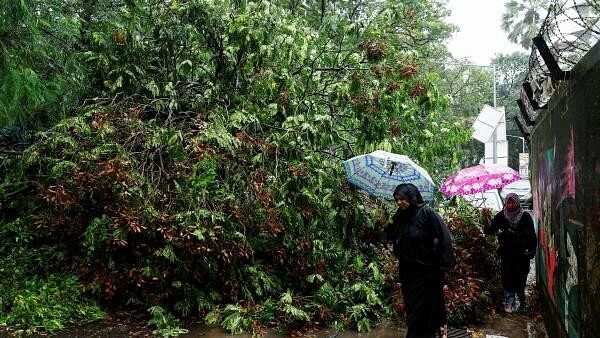 <div class="paragraphs"><p>People walk past a fallen tree on a rainy day in Mumbai</p></div>