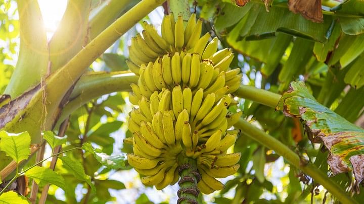 <div class="paragraphs"><p>A representative image of bananas.</p></div>