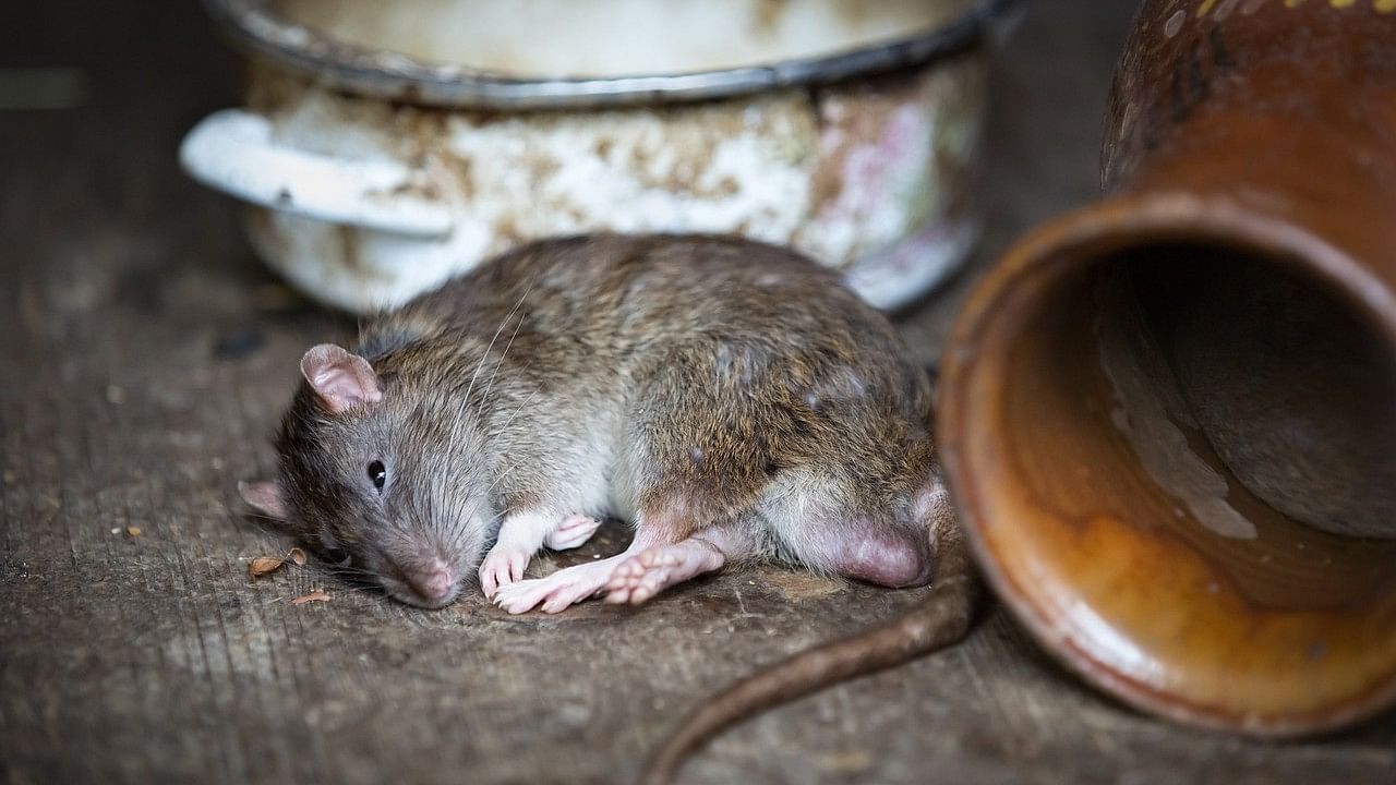 <div class="paragraphs"><p>The move came after those using these lobbies, who are part of the frontline force of the railway network, complained of severe stench from dead rats. (Representative image)</p></div>