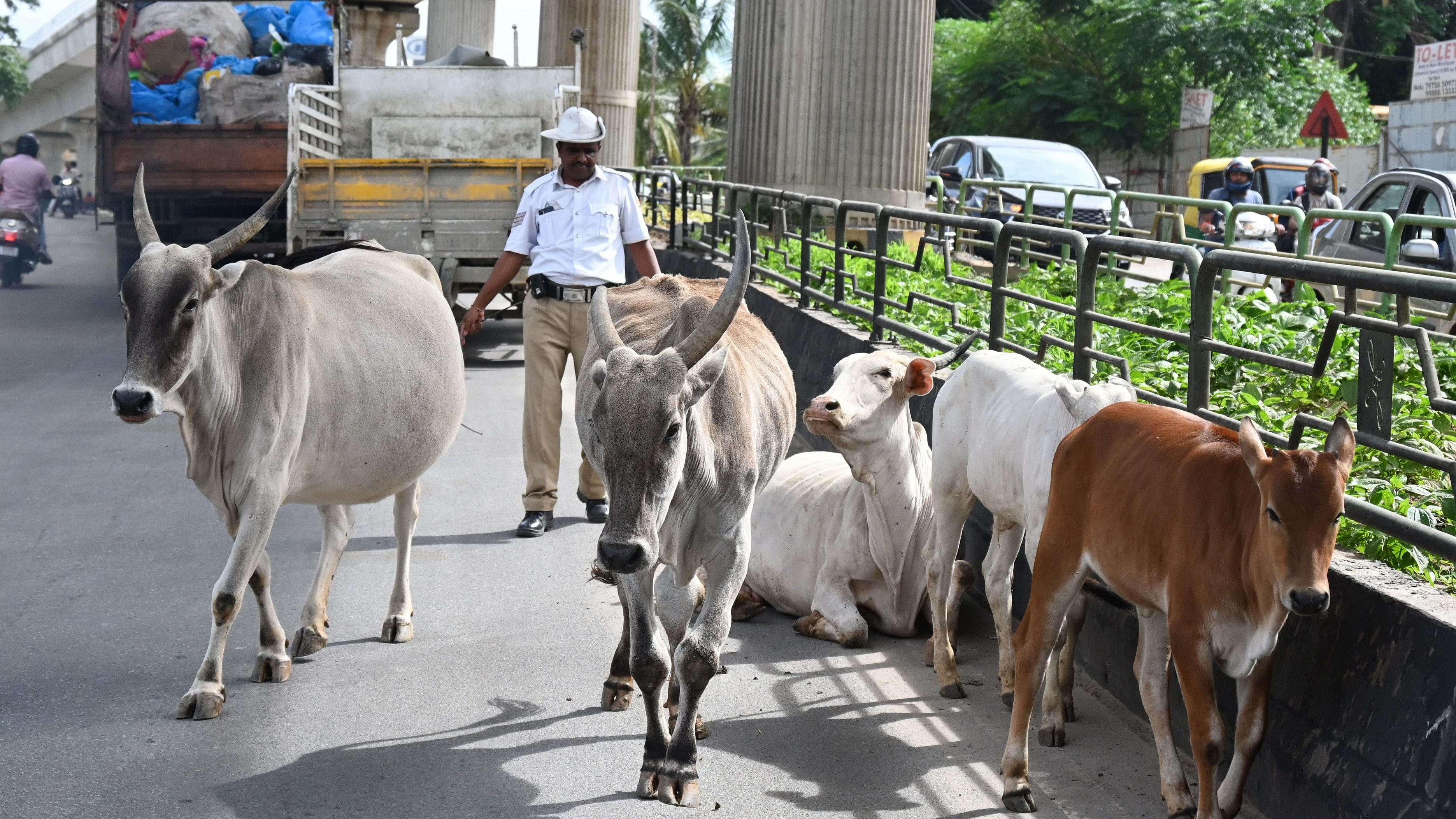 <div class="paragraphs"><p>A traffic policeman drives away stray cows blocking the main road at Talaghattapura, off Kanakapura Road. </p></div>