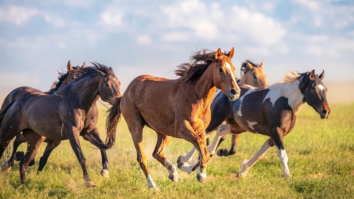 <div class="paragraphs"><p>Representative image of horses.</p></div>