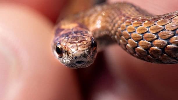 <div class="paragraphs"><p>The workshop was a forum for these departments such as Forest, Panchayat Raj, Education, Labour, Animal Husbandry and the police to define their roles and responsibilities to curb snake bite cases and prepare a comprehensive State Action Plan for Prevention and Control of Snake Bite Envenoming (SAPSE).</p><p>Image for representation.</p></div>