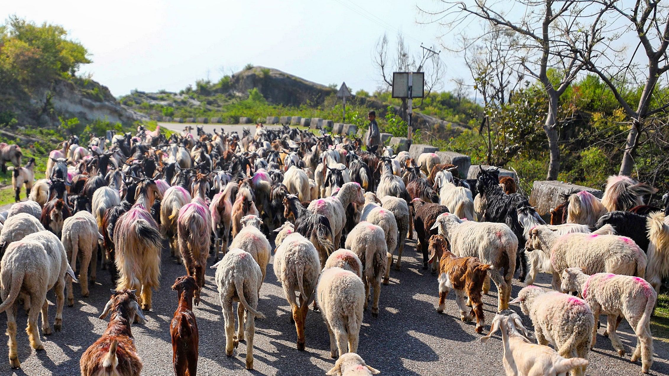 <div class="paragraphs"><p>A herd of sheep walk along the  highway. Representative image. </p></div>