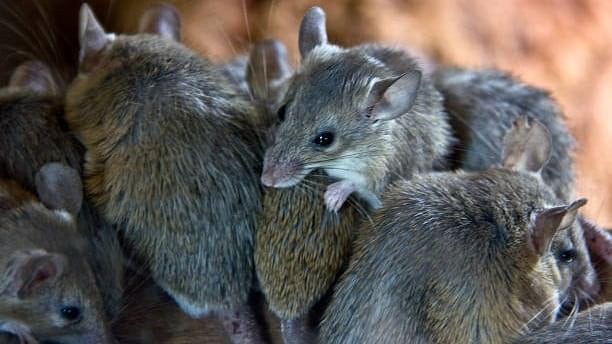 <div class="paragraphs"><p>Representative image of mice.</p></div>