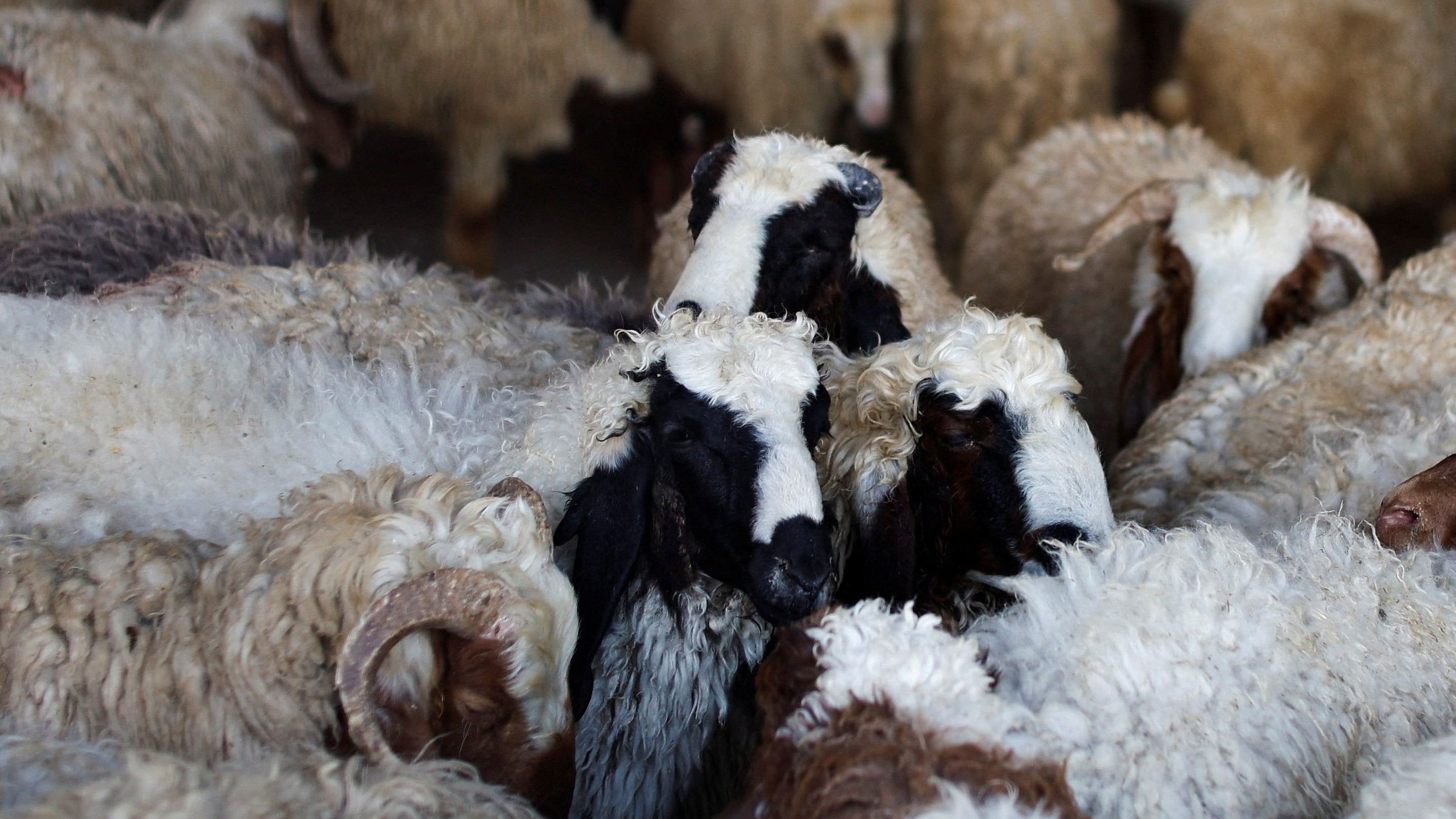 <div class="paragraphs"><p>Representative image showing sheep.</p></div>