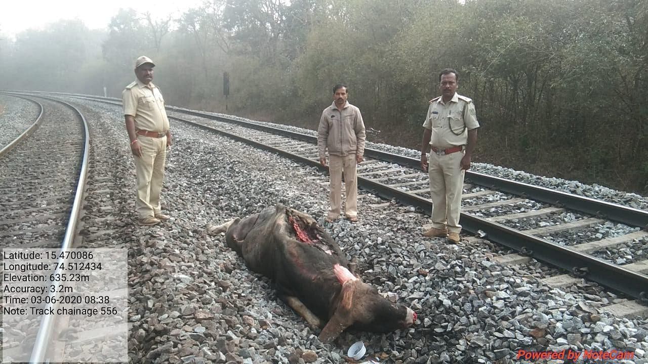 <div class="paragraphs"><p>Forest officials near the carcass of an Indian gaur that was killed in the Londa range.</p></div>