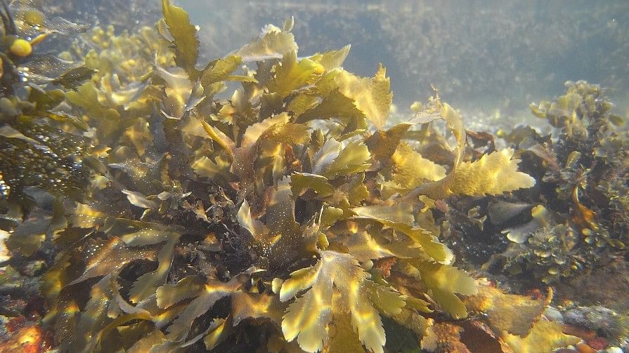 seaweed