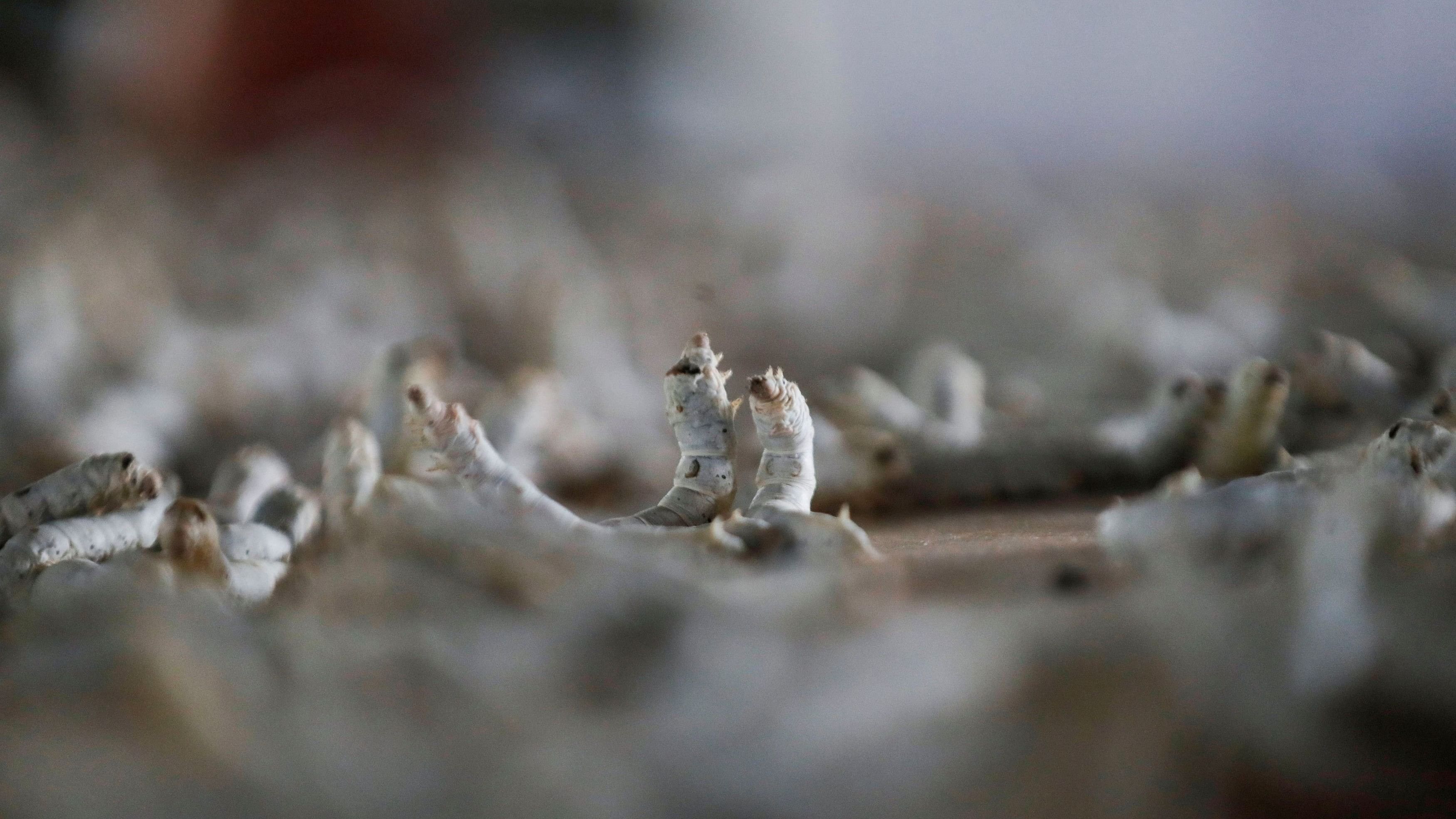 <div class="paragraphs"><p>Representative image of silkworms.&nbsp;</p></div>