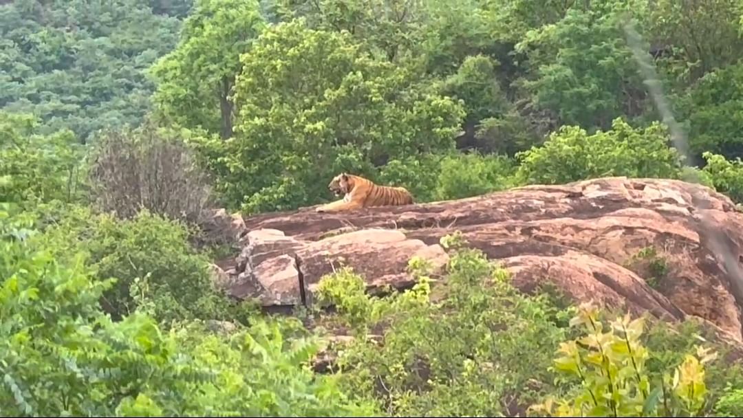 A tiger found on a rock at Siddeshwara Betta in Kollegal taluk, Chamarajanagar district.