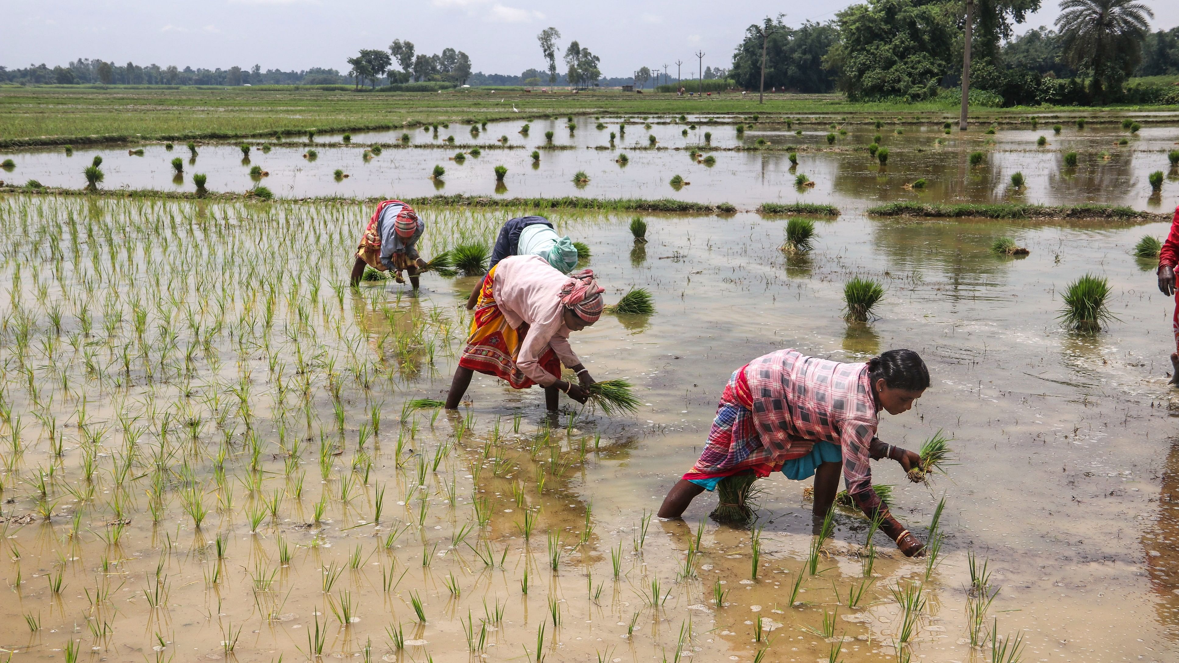 <div class="paragraphs"><p>Farmers plant paddy saplings in a field, near Balurghat in Dakshin Dinajpur district, Friday, July 19, 2024. </p></div>