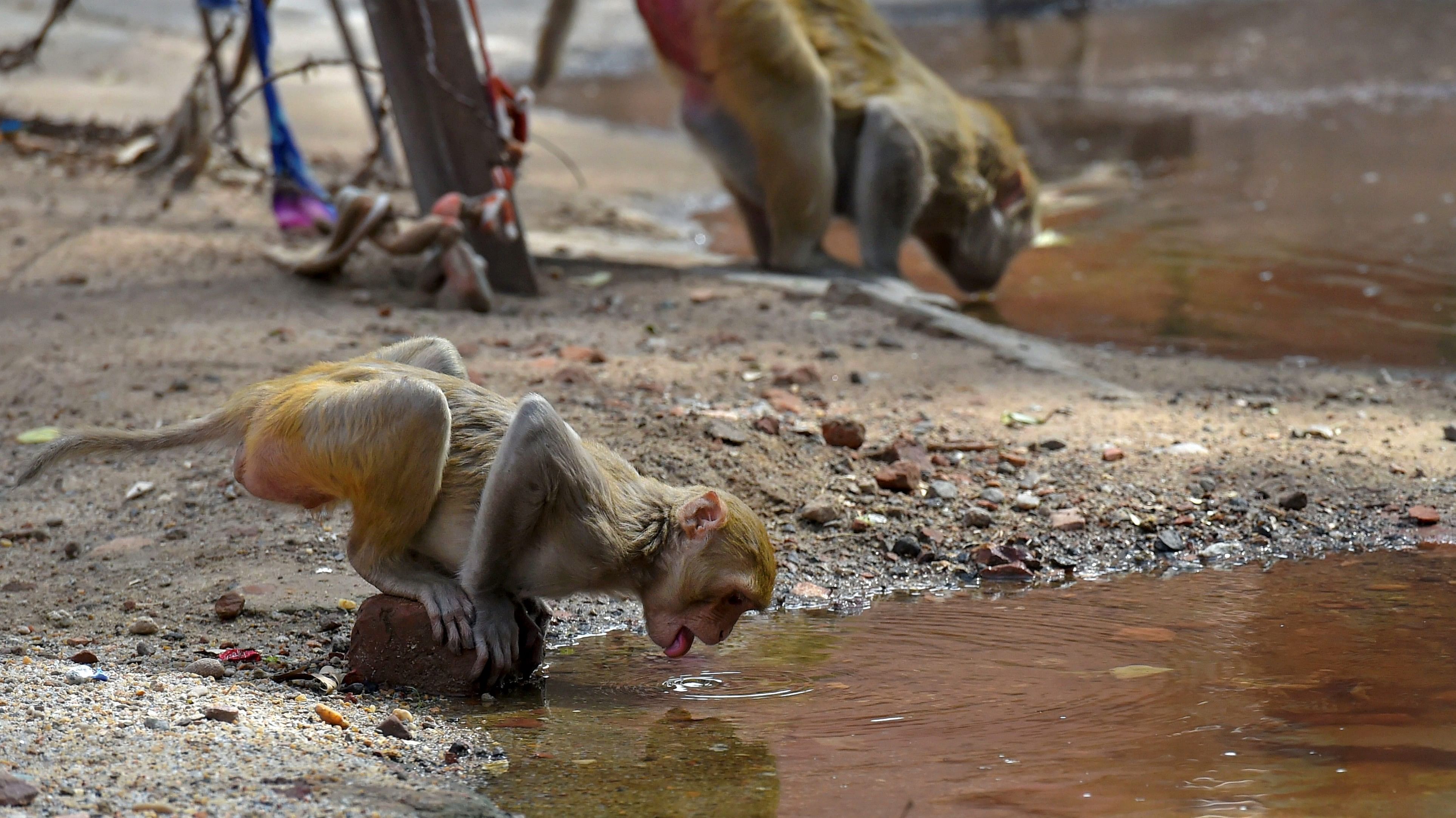 <div class="paragraphs"><p>Monkeys quench their thirst during a spell of a heat wave in a village, on the outskirts of New Delhi.</p></div>