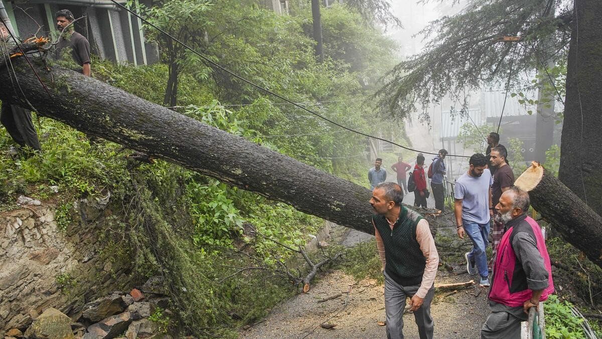 <div class="paragraphs"><p>People walk past an uprooted&nbsp;tree after heavy rainfall, in Shimla, Thursday, July 4, 2024.</p></div>