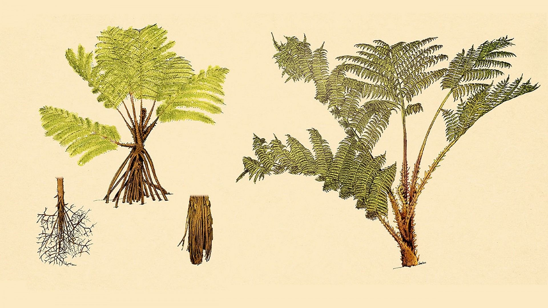 Cyathea rojasiana