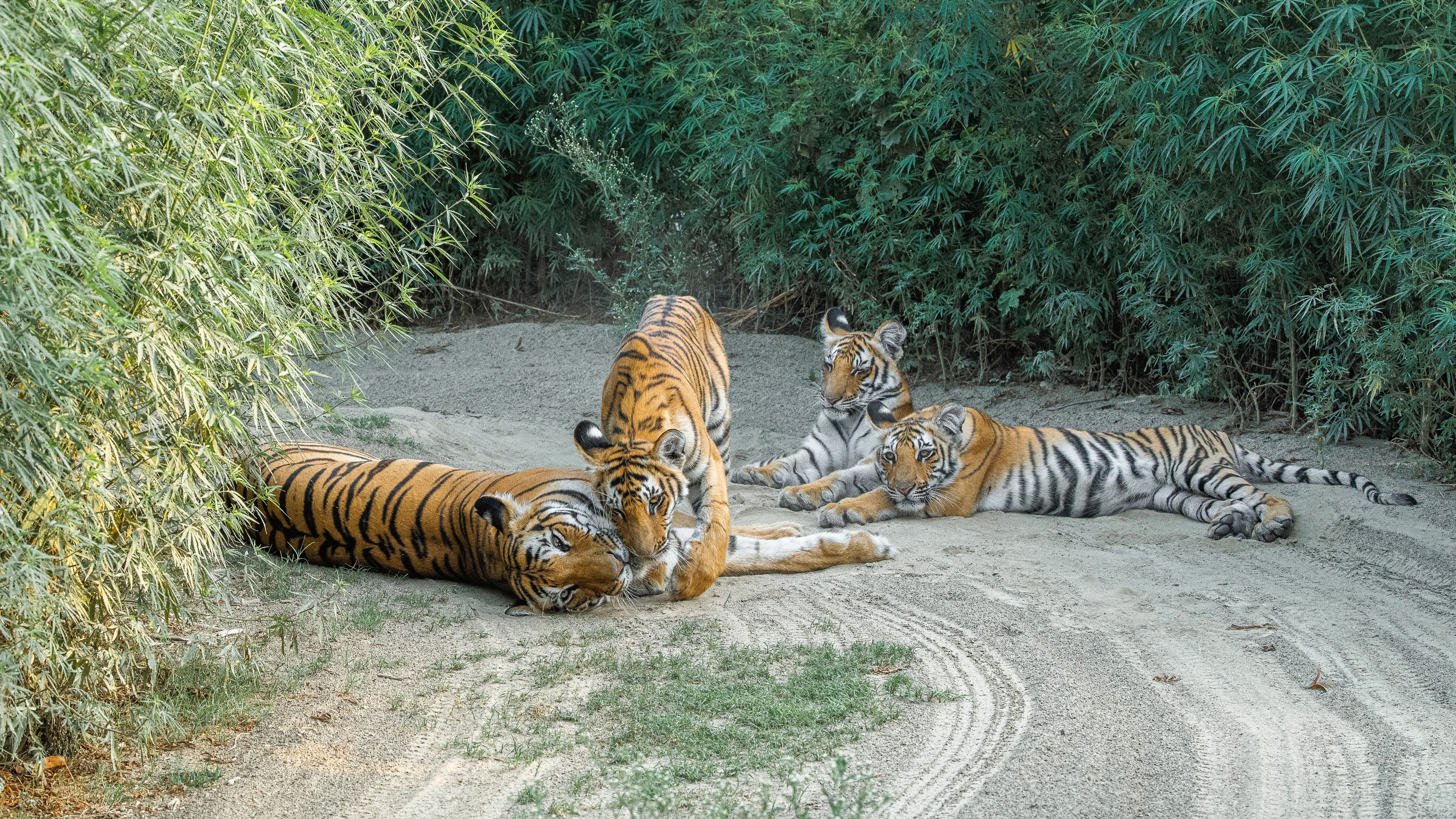 <div class="paragraphs"><p>Jim Corbett National Park: One of India's oldest national parks, features a diverse landscape brimming with wildlife. Besides tigers, you can see herds of elephants, embark on thrilling elephant safaris during specific seasons, or trek through dense forests on nature trails.</p></div>