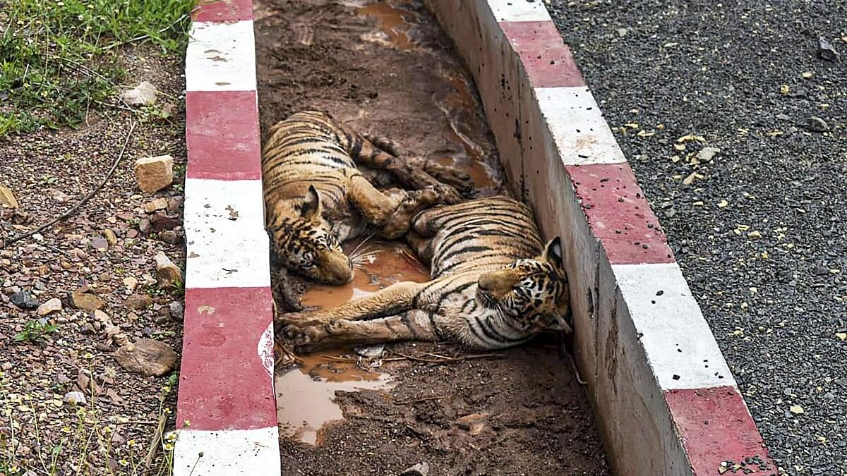 <div class="paragraphs"><p>The two injured tiger cubs after three of them were hit by a train, in Sehore district of Madhya Pradesh.</p></div>