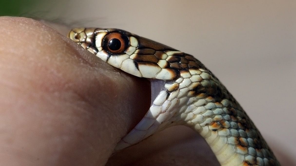 <div class="paragraphs"><p>Representative image showing a snake biting a man.</p></div>