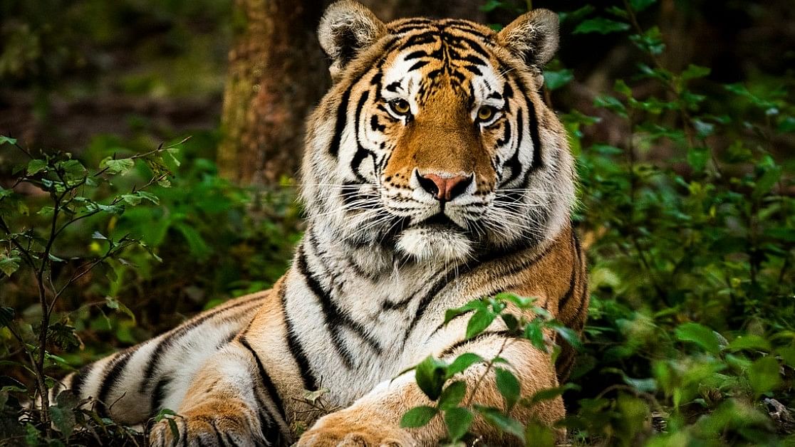 <div class="paragraphs"><p>Representative image of a tiger.</p></div>