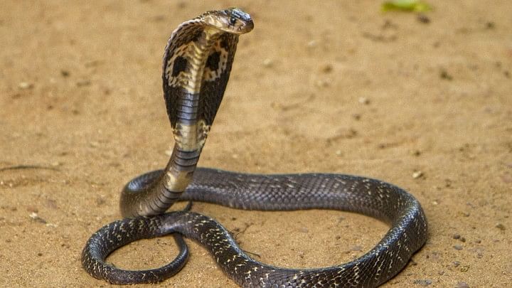 <div class="paragraphs"><p>A man was filmed catching and eating a live snake in Uttar Pradesh. (Image for representation only)</p></div>