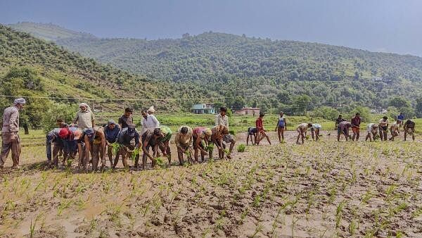 <div class="paragraphs"><p>Workers plant paddy saplings in a field near the LoC in the Mankote area of Poonch, Wednesday, July 3, 2024.</p></div>