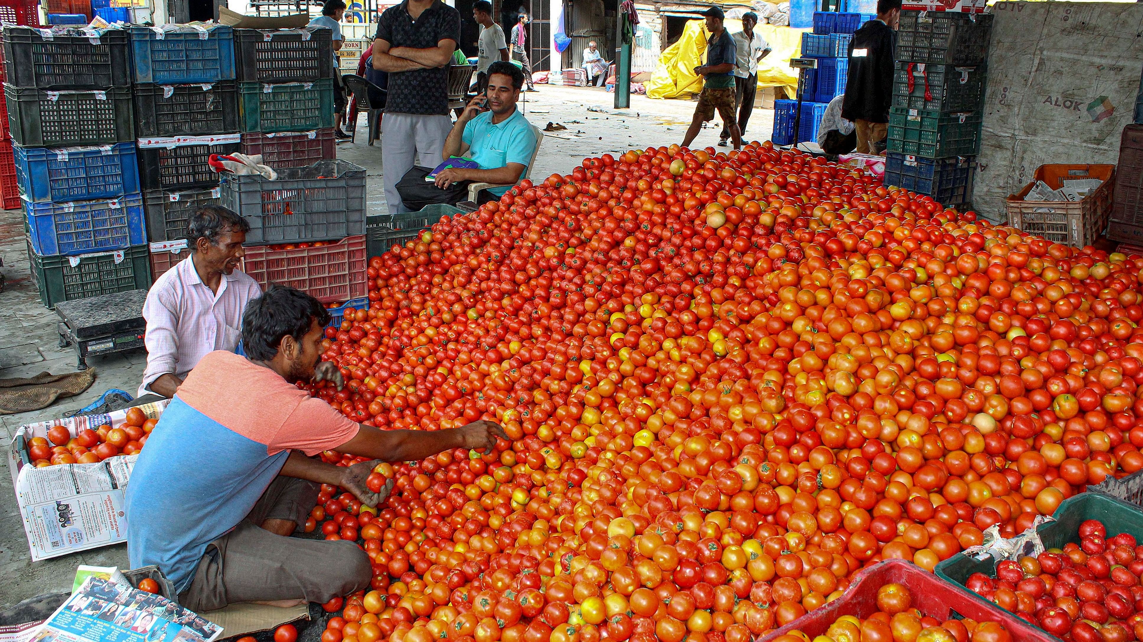 <div class="paragraphs"><p>Tomatoes being sorted at a vegetable market, in Kullu district, Friday</p></div>