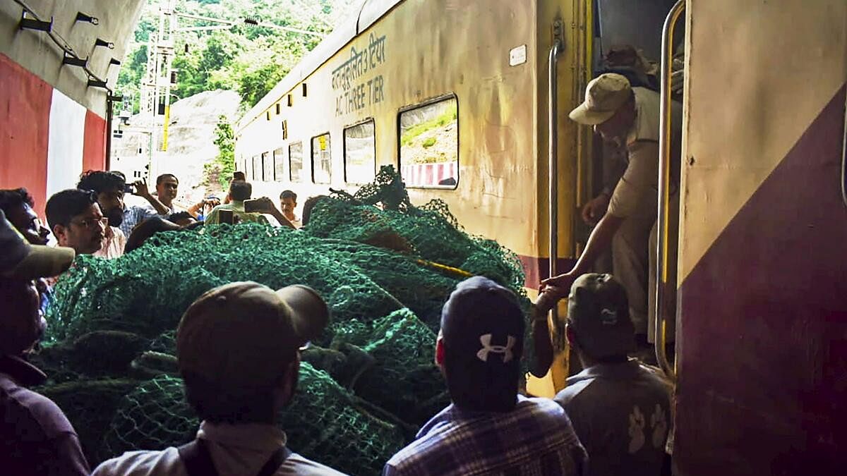 <div class="paragraphs"><p>The injured tiger cubs who were hit by a train, being transferred for treatment by forest department personnel, in Sehore district of Madhya Pradesh.</p></div>