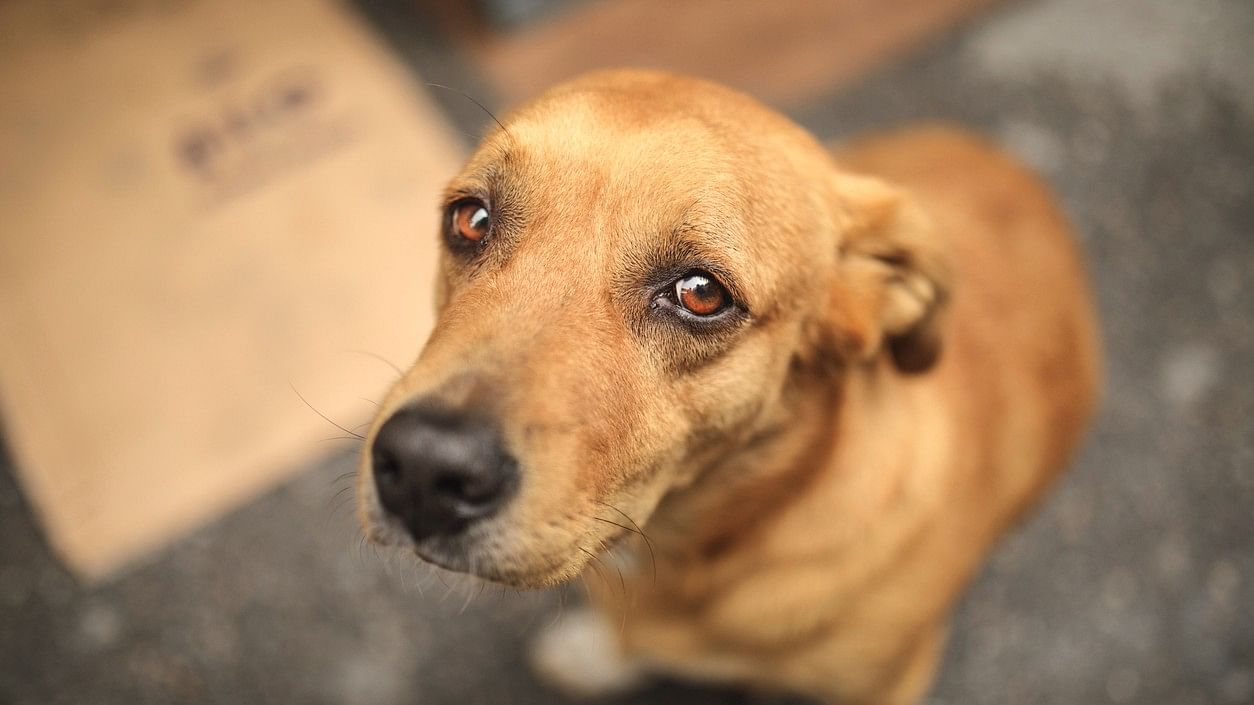 <div class="paragraphs"><p>An image showing a street dog.</p></div>