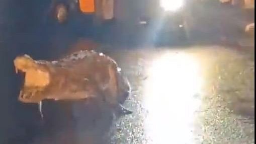 <div class="paragraphs"><p>Screengrab of the video shared by a commuter showing a huge crocodile walking the streets in Ratnagiri, Maharashtra.</p></div>
