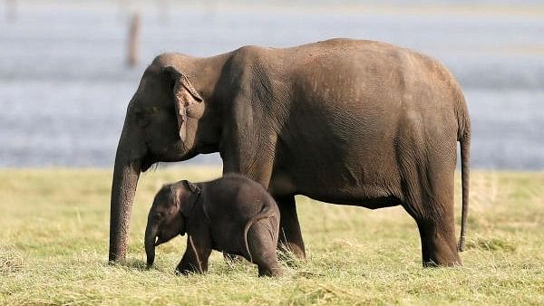 <div class="paragraphs"><p>A baby elephant that fell into a well in a village adjacent to a forest area in Ernakulam district was rescued by its mother. (Representative Image)</p></div>