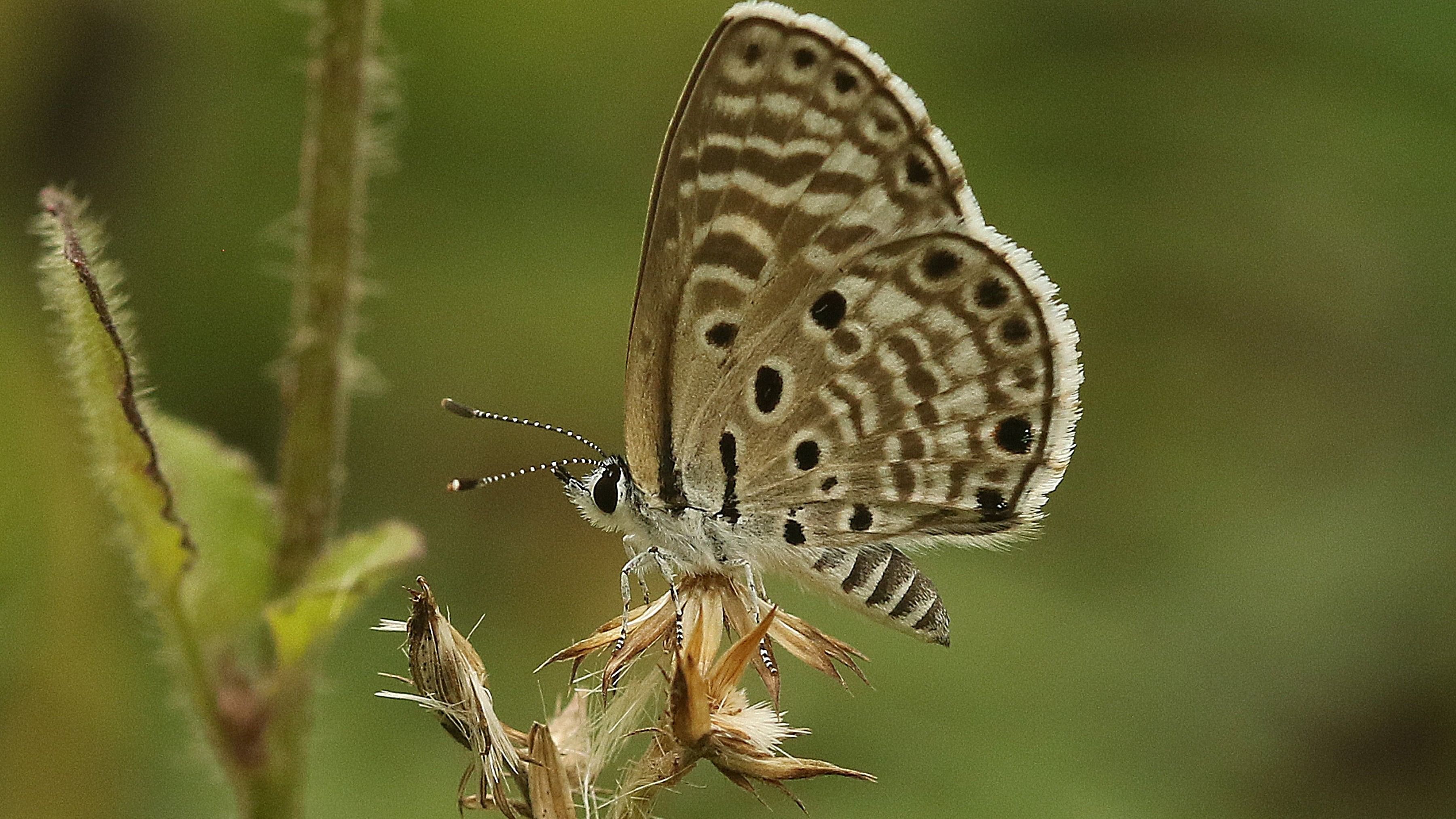 <div class="paragraphs"><p>A Butterfly.</p></div>