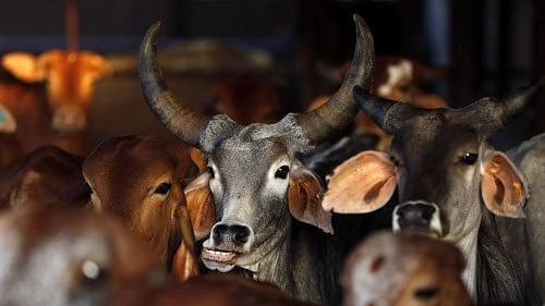 <div class="paragraphs"><p>A pickup van driver allegedly smuggling cows was shot dead in the early hours of Wednesday by another group of suspected bovine smugglers in Rajasthan's Deeg district, police said.</p></div>