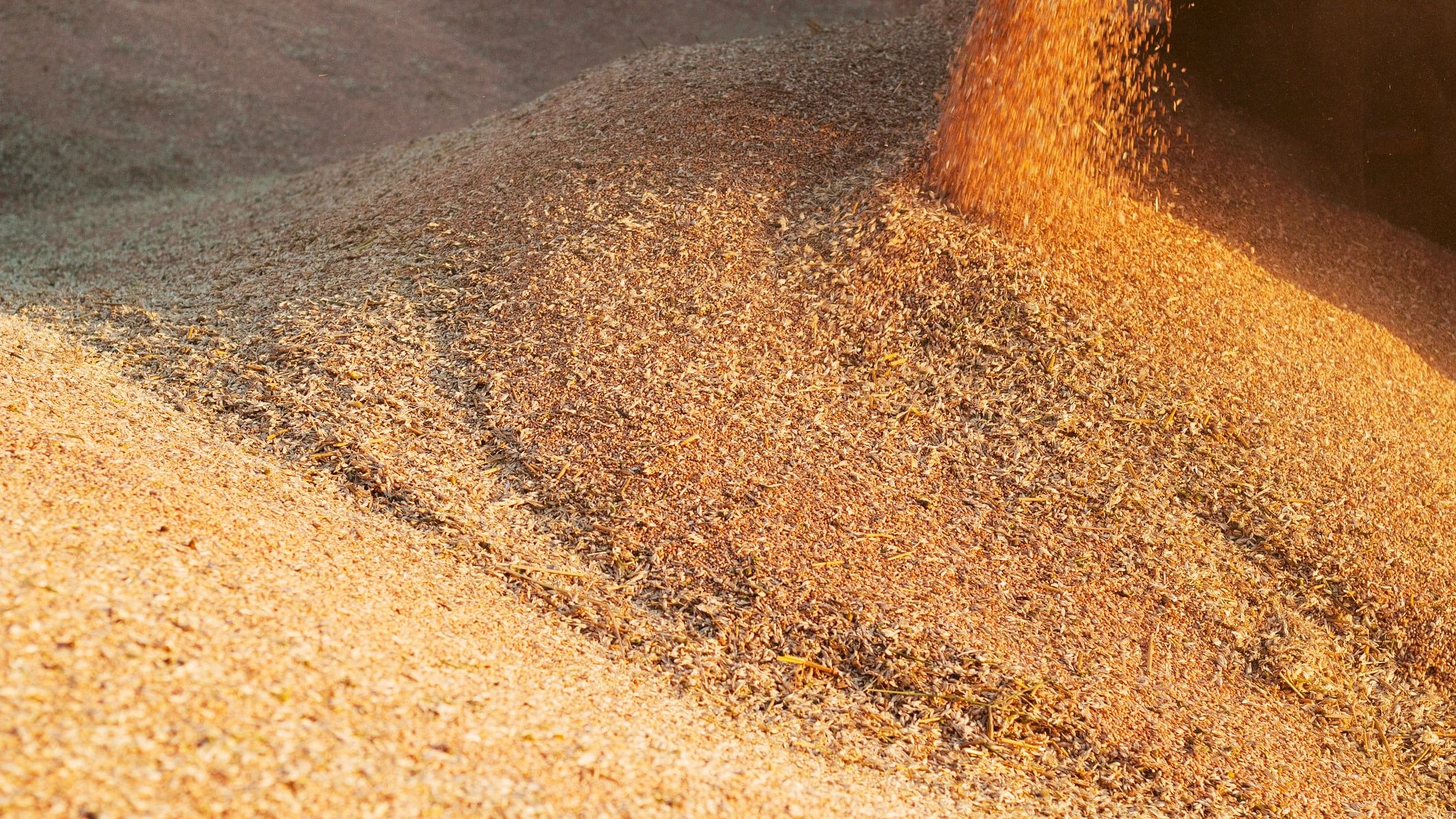 <div class="paragraphs"><p>Grain at a storage unit. (Representative image)</p></div>