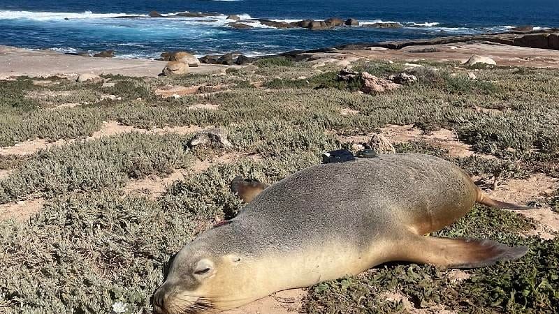 <div class="paragraphs"><p>Scientists use&nbsp;Sea Lions With Cameras Can Map the Ocean Floor.</p></div>