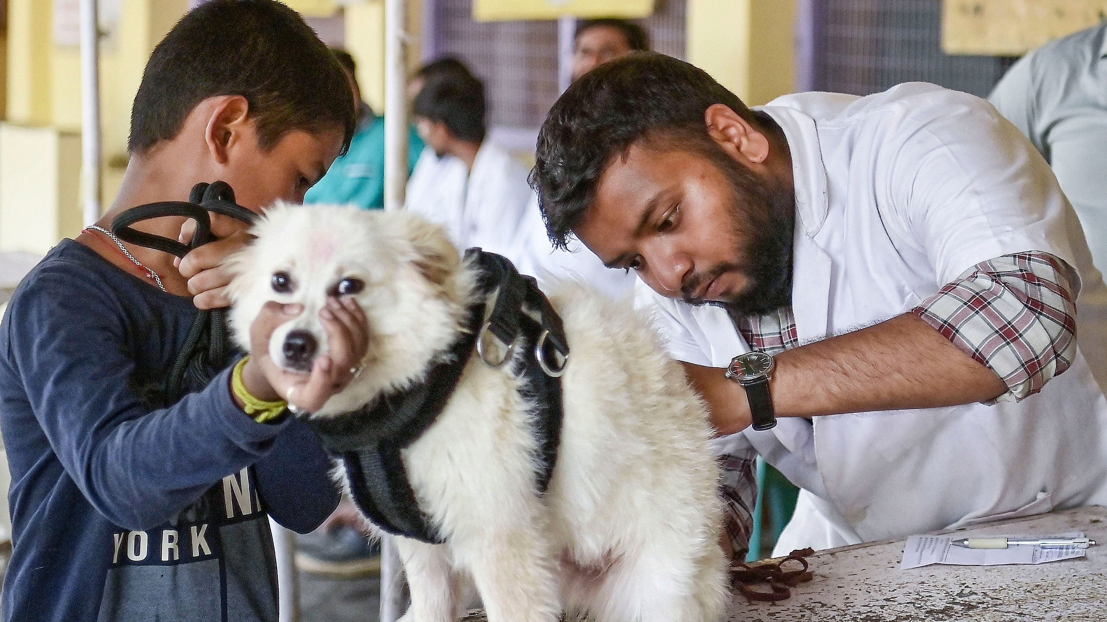 <div class="paragraphs"><p>A dog being vaccinated. Representative image</p></div>