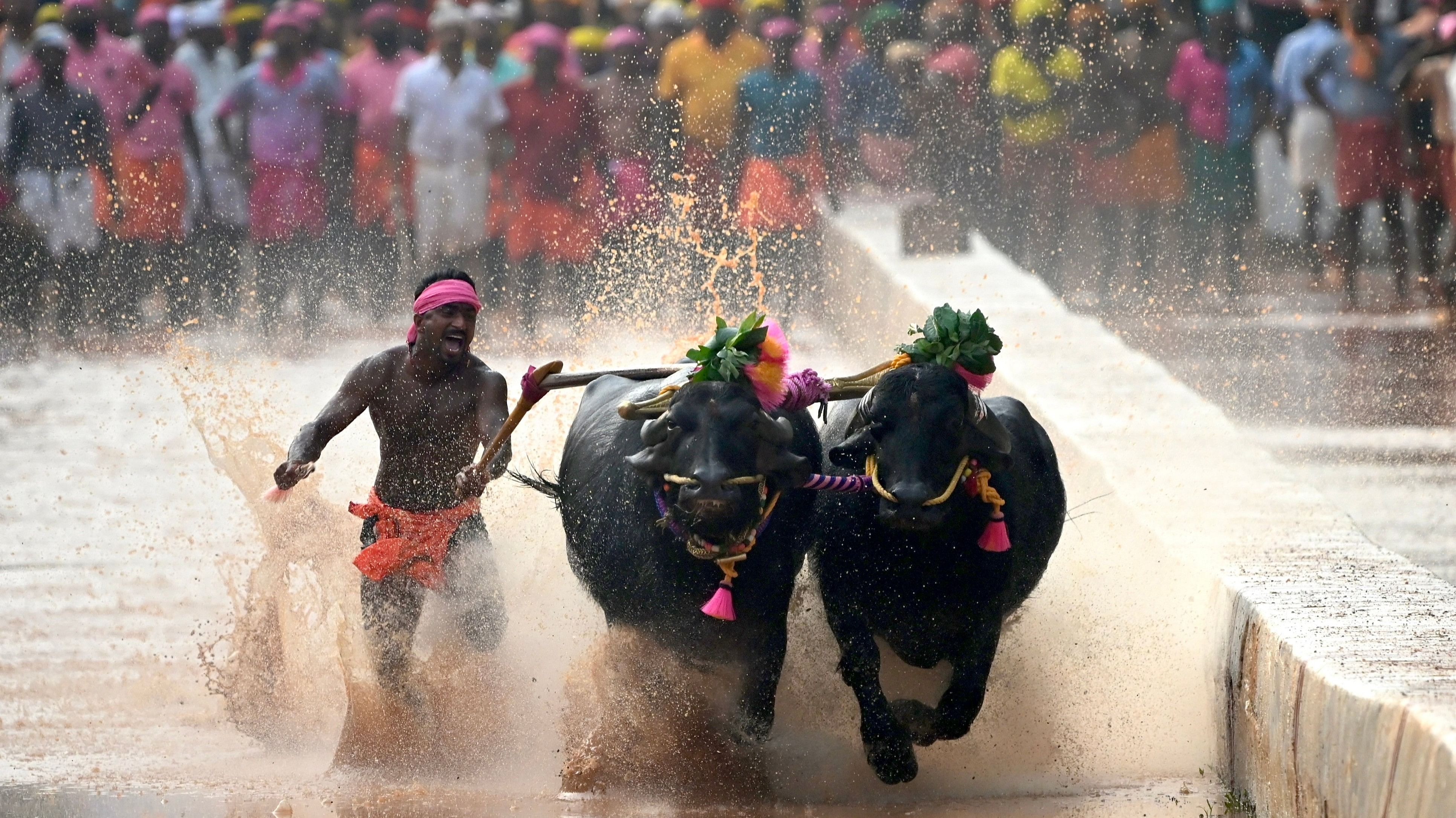 <div class="paragraphs"><p>File Photo Kambala, the popular traditional buffalo race of Dakshina Kannada.</p></div>