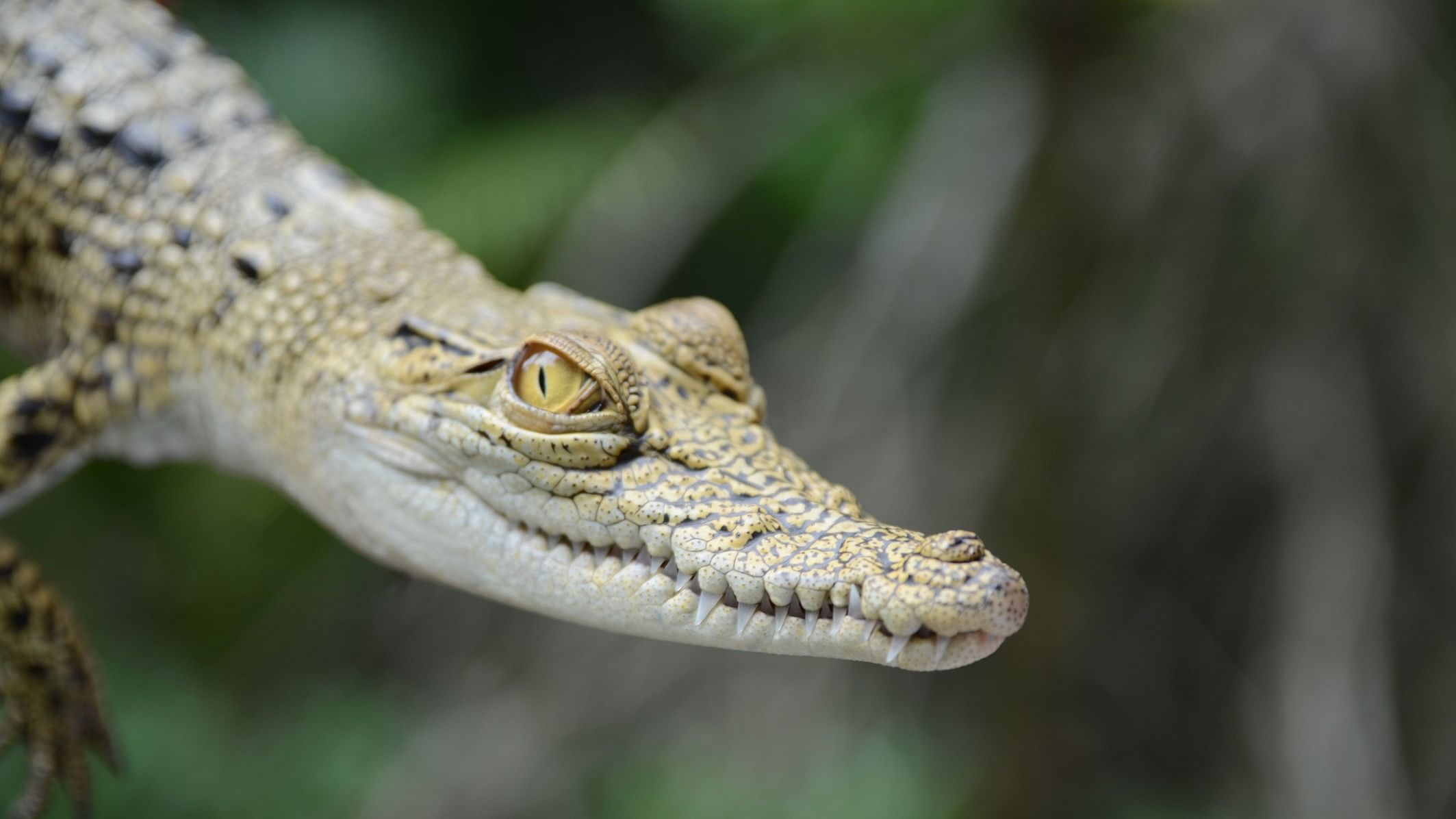 <div class="paragraphs"><p>This year a record number of 114 nesting sites of estuarine crocodiles were spotted in the national park, they said.</p></div><div class="paragraphs"><p>(Representative image)</p></div>