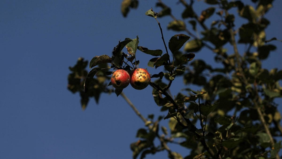 <div class="paragraphs"><p>Representative image of apples in Kashmir.</p></div>