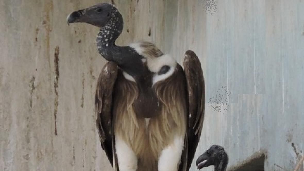 <div class="paragraphs"><p>Long-billed vultures at the Rani captive breeding centre in Assam. </p></div>