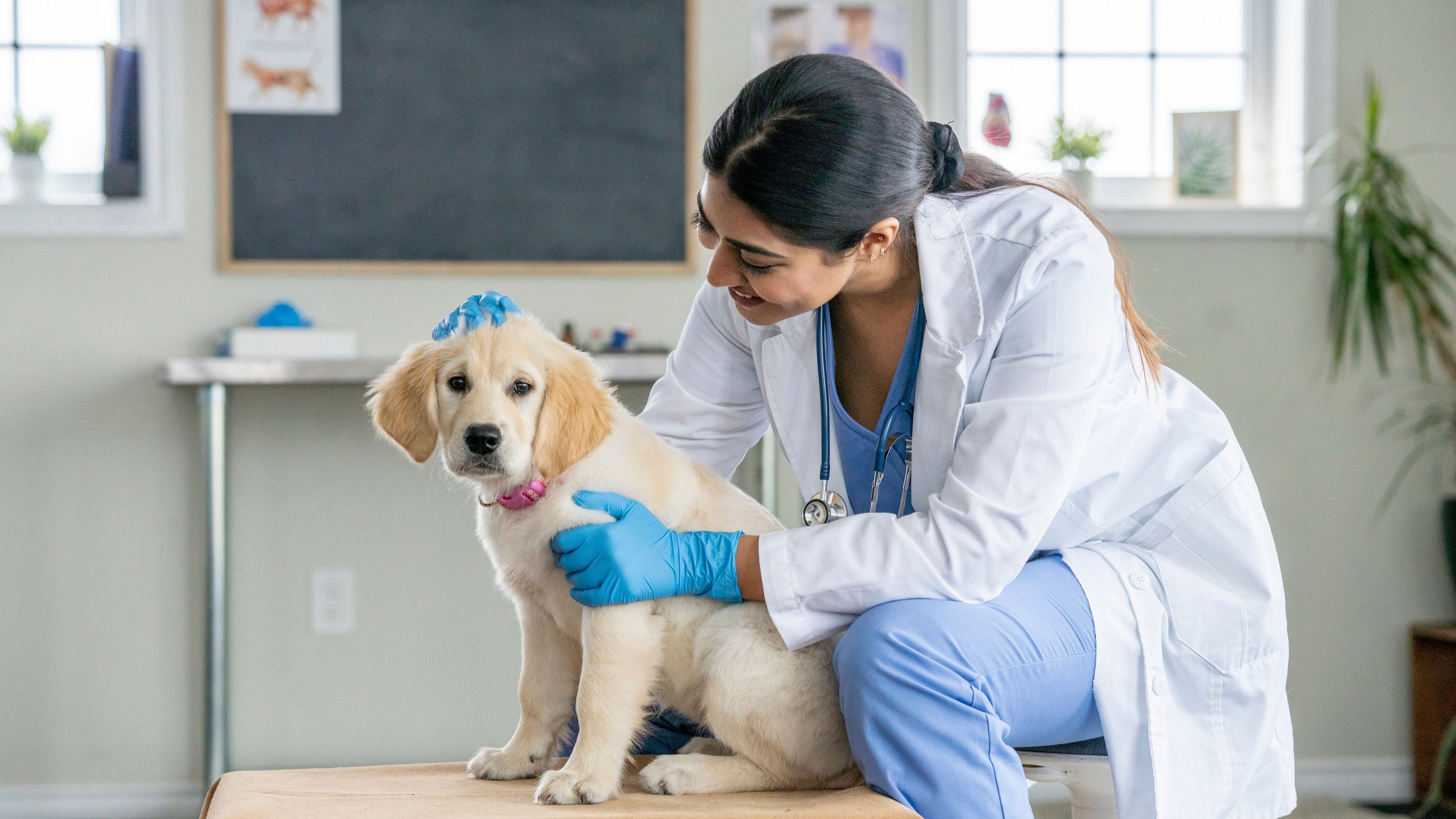 <div class="paragraphs"><p>Representative image of a vet</p></div>