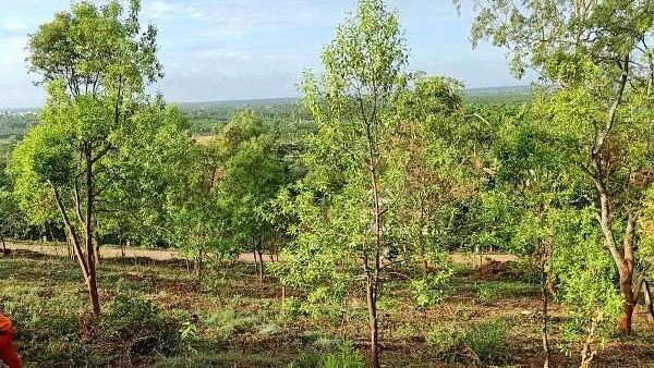 <div class="paragraphs"><p>Forest land in&nbsp;Shivamogga. (Image for representation)</p></div>