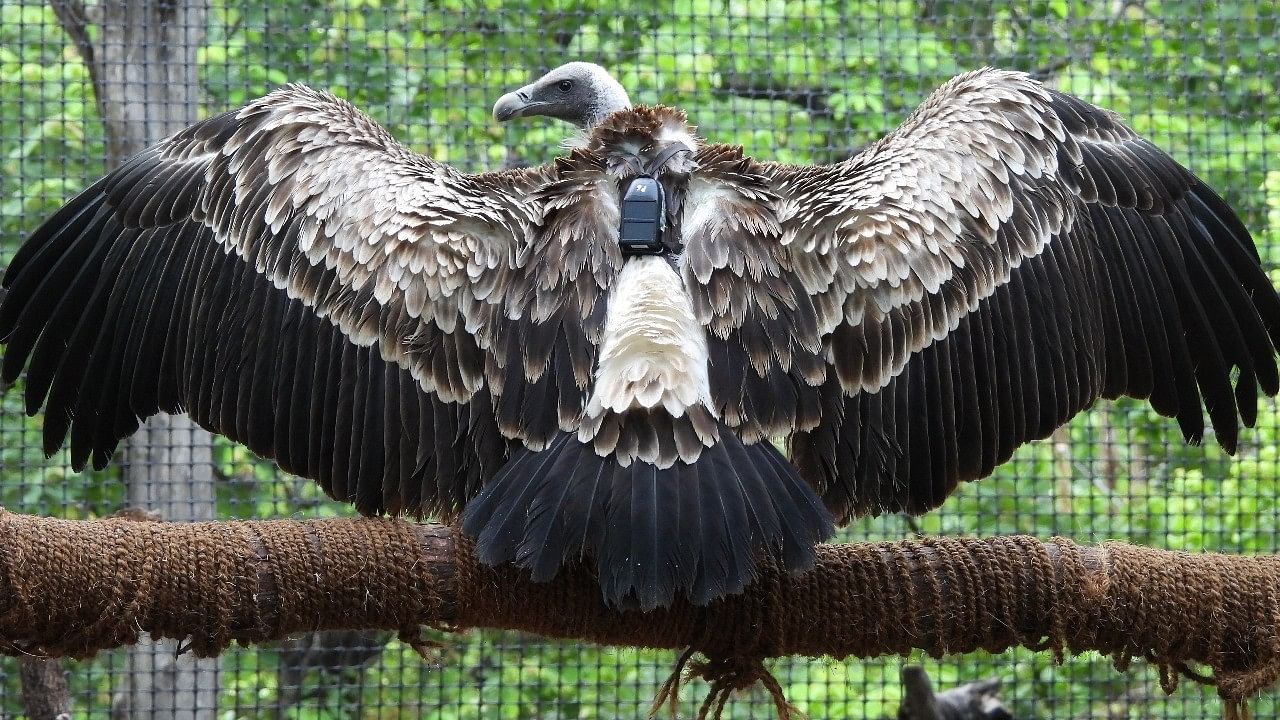 <div class="paragraphs"><p>Long billed vulture.</p><p></p></div>