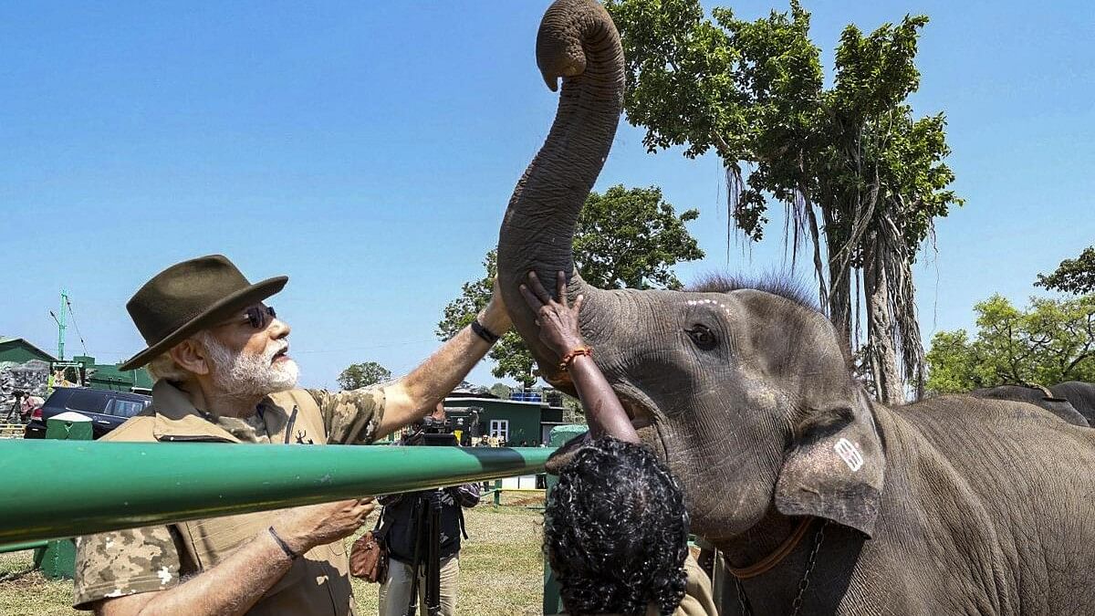 <div class="paragraphs"><p>Prime Minister Narendra Modi with elephants at the Mudumalai Tiger Reserve. Image for representation only.</p></div>