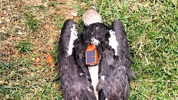 <div class="paragraphs"><p>The injured vulture found in&nbsp; Jharkhand's Hazaribag district with 'Dhaka' inscribed on a metallic ring fitted to one of its legs.</p></div>