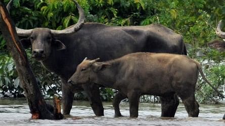 <div class="paragraphs"><p>Representative image for Buffaloes.&nbsp;</p></div>